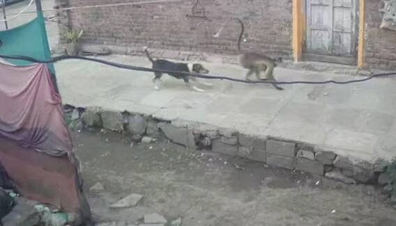 મહારાષ્ટ્રઃ વાંદરાઓ અને કૂતરાઓ વચ્ચે ગેંગવોર, સોશિયલ મીડિયા પર ટ્રેન્ડ થયું Monkey Vs Dog મહારાષ્ટ્રઃ વાંદરાઓ અને કૂતરાઓ વચ્ચે ગેંગવોર, સોશિયલ મીડિયા પર ટ્રેન્ડ થયું Monkey Vs Dog