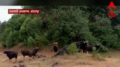 Kolhapur Radhanagri Sanctuary : राधानगरी अभयारण्यात म्हशी आणि रानगवे एकत्र!
