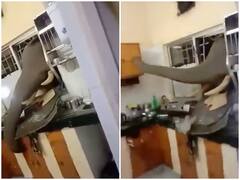 Watch: भूखे गजराज ने तोड़ी किचन की खिड़की, खाना खाकर जाते वक्त दिखाई सभ्यता