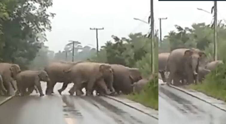 Viral Video: Herd of elephants crossing Road, Elephant thanking humans for paving way for them to cross- Watch Video Watch Video: ’நன்றி.. வணக்கமுங்க’ - சாலையைக் கடந்துவிட்டு திரும்பி பார்த்த யானை.. டச்சிங் வீடியோ!