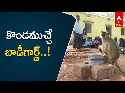 కోతులు ఇబ్బంది పెడుతున్నాయని ఆ బడిలో ఏం చేశారంటే...?|