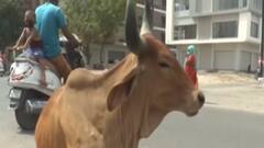 અમદાવાદઃ રખડતા ઢોરના ત્રાસને ડામવા અમદાવાદ પોલીસ એક્શનમાં, જુઓ ગુજરાતી ન્યૂઝ