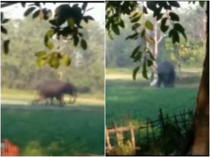 30-year-old man attacked by  wild elephant in Tamarhat area of Dhubri district of Assam on December 18 Watch: जंगली हाथी ने 30 साल के युवक को दौड़ा-दौड़ाकर कुचला, कैमरे में कैद हुई घटना