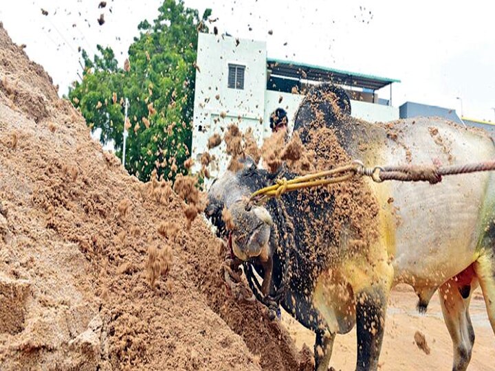 Jallikkattu: ஜல்லிக்கட்டுக்கு இப்போதே தயாராகும் மதுரை..! வைகை ஆற்றில் காளைகளுக்கு தீவிர பயிற்சி..