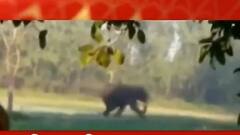 Elephant Rampage: অসমের ধুবড়িতে বুনো হাতির হামলায় আহত গ্রামবাসী, ভর্তি হাসপাতালে। Bangla News