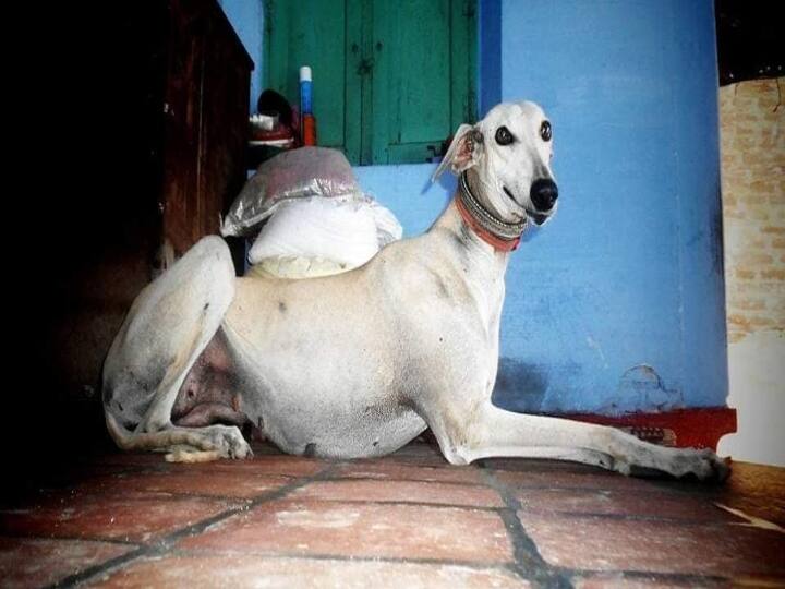 Rajapalayam Kanni Chippiparai Dog Price, Colours, speed, height weight, all details you need to know ’நாட்டு நாய்களில் இத்தனை வகைகளா?’ கலக்கும் கன்னியும் சிப்பிப்பாறையும்..!