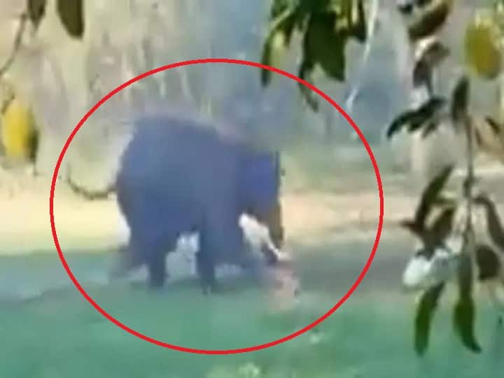 Assam Man chased, attacked by elephant in Tamarhat Watch Video Watch Video: 30 வயது வாலிபரை துரத்தி துரத்தி தாக்கும் காட்டுயானை! பதைபதைக்கும் வீடியோ...!
