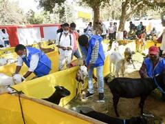 India Launches Raksha Goat Pox, Vaccine Made By IIL To Control Goat Pox Disease