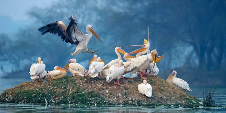 भरतपुर बर्ड सेंचुरी - केवलादेव घाना राष्ट्रीय उद्यान के रूप में भी जाना जाता है, भरतपुर बर्ड सेंचुरी यूनेस्को का विश्व धरोहर स्थल है. ये जगह पक्षी देखने वालों के लिए स्वर्ग है और इसमें पक्षियों की 230 से अधिक प्रजातियां शामिल हैं. आप इस क्षेत्र में सांभर, चीतल, नीलगाय और सूअर भी देख सकते हैं.