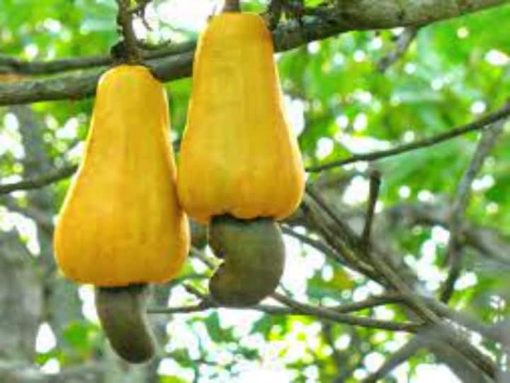 Palasa Cashew Cultivation: తీవ్ర నష్టాల్లో సిక్కోలు జీడి పరిశ్రమ... మూతపడుతున్న పలాస పరిశ్రమలు... Srikakulam palasa cashew nut cultivation shrinks due to corona industries are closed Palasa Cashew Cultivation: తీవ్ర నష్టాల్లో సిక్కోలు జీడి పరిశ్రమ... మూతపడుతున్న పలాస పరిశ్రమలు...
