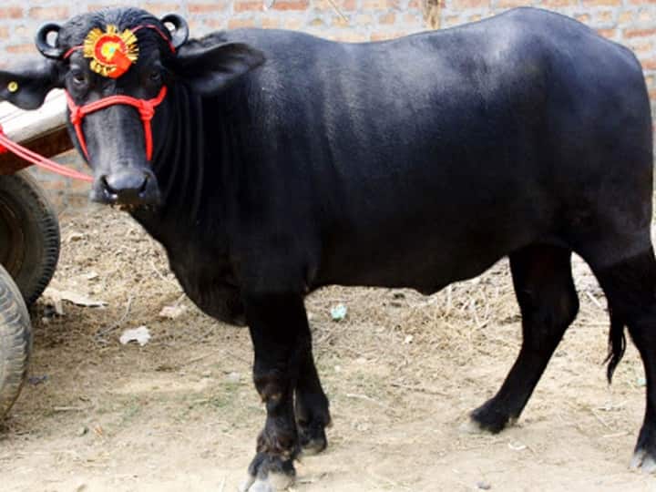 Shamli Uttar Pradesh case of buffalo theft police ordered DNA test in Saharanpur ANN Shamli: चोरी हुए भैंसे पर दो लोगों ने किया दावा, अब डीएनए टेस्ट से होगा फैसला, हर तरफ हो रही चर्चा