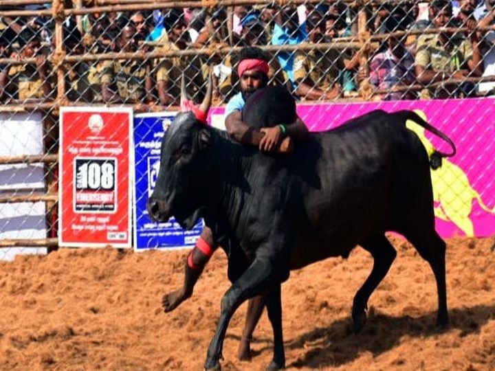 Jallikkattu: ஜல்லிக்கட்டுக்கு இப்போதே தயாராகும் மதுரை..! வைகை ஆற்றில் காளைகளுக்கு தீவிர பயிற்சி..