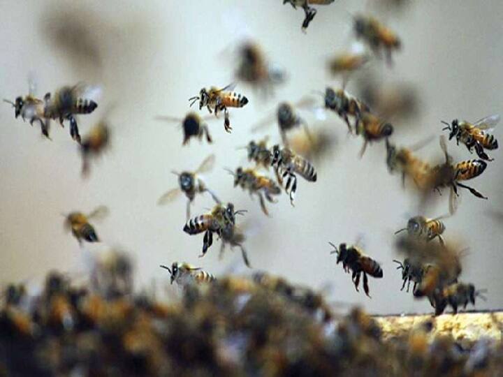 jharkhand old man dies due to bees bite in giridih Jharkhand: गिरिडीह में मधुमक्खियों के झुंड ने बुजुर्ग पर किया हमला, इलाज के दौरान हुई मौत 