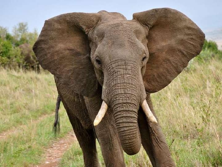 jharkhand Three of the same family killed in elephant attack in hazaribagh   Elephant Attack: झारखंड में हाथियों का आतंक, एक ही परिवार के 4 लोगों को कुचला, 3 की मौत 