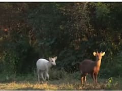 WATCH | Rare Albino Hog Deer Spotted In Kaziranga National Park, Video Is Viral