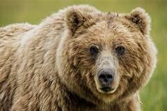 Bear Trapped: অবশেষে বানারহাটে খাঁচাবন্দি ভালুক| Bangla News