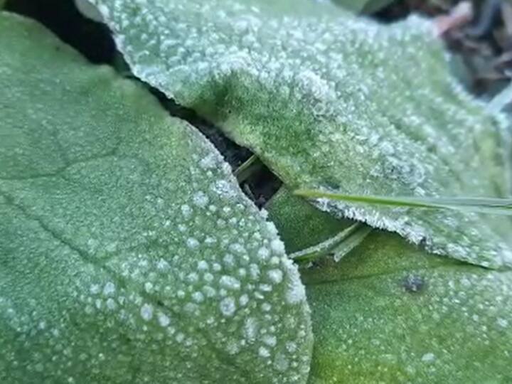 Raisen madhya pradesh snowfall fall in temperature broke record many areas freezing dew drops on crops ANN Raisen Weather: रायसेन में ठंड ने तोड़ा 80 साल का रिकॉर्ड, फसलों पर ओस की बूंदें जमीं