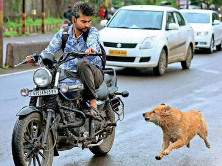 Do dogs run to bite you while riding a bike? How To Stop Dog Chasing Your Bike In Night ਕੰਮ ਦੀ ਗੱਲ! ਕੀ ਬਾਈਕ 'ਤੇ ਜਾਂਦੇ ਵੇਲੇ ਕੁੱਤੇ ਤੁਹਾਨੂੰ ਵੱਢਣ ਲਈ ਭੱਜਦੇ? ਤਾਂ ਅਪਨਾਓ ਇਹ ਤਰੀਕੇ