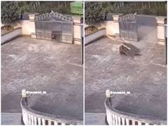 Watch: इतनी जोर की टक्कर कि टूट गया लोहे का दरवाजा, जंगली सूअर का वीडियो खूब हो रहा वायरल