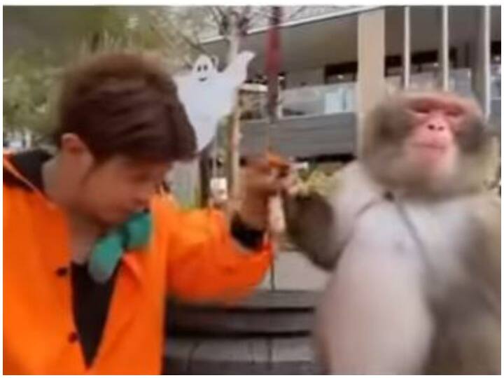 The man was teaseing the monkey than got a strong response from the sword counter attack Watch: बंदर को परेशान कर रहा था शख्स, तलवार के पलटवार से मिला जोरदार जवाब