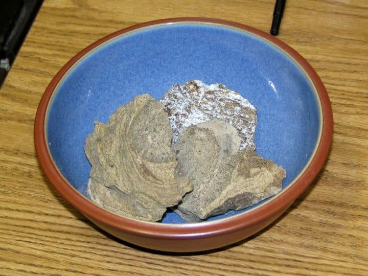 EXPLAINED: What Is Ambergris Or Whale Vomit? Why It Is Called 'Floating Gold' That Is So Valuable EXPLAINED: What Is Ambergris Or Whale Vomit? Why It Is Called 'Floating Gold' That Is So Valuable