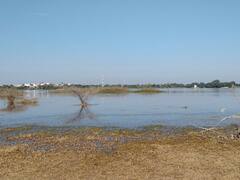 Udaipur News: गांव के लोगों के इस निर्णय ने गांव को बना दिया 'बर्ड विलेज', जनिए क्यों यहां दुनियाभर से आते हैं पक्षी