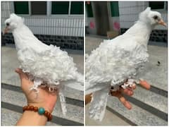 Watch: चिड़िया के पंखों का स्टाइल देख हर कोई रह गया दंग, यूजर्स ने परों को बताया वेडिंग ड्रेस