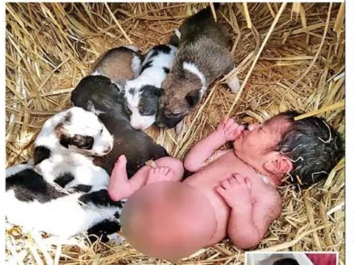 Mother dog guards abandoned new-born baby Chhattisgarh's village தொப்புள்கொடியுடன் பச்சிளங்குழந்தை... இரவு முழுவதும் பாதுகாத்த நாய்க்குட்டிகளும், தாய் நாயும்!