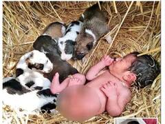 தொப்புள்கொடியுடன் பச்சிளங்குழந்தை... இரவு முழுவதும் பாதுகாத்த நாய்க்குட்டிகளும், தாய் நாயும்!