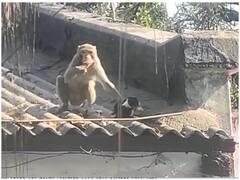 Chhattisgarh: ये दोस्ती! बंदर और कुत्ते के याराने पर लोग नहीं कर पा रहे यकीन, हमेशा रहते हैं साथ