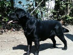 Chandrapur : कुत्र्याच्या अपघाती मृत्यूसाठी तीन लाखांची नुकसान भरपाई, तब्बल आठ वर्षांनंतर न्यायालयाचा निकाल