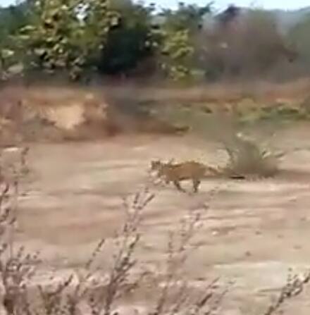 Nizamabad Cheetah Wandering in Nizamabad District Nizamabad: ఆర్మూర్ పరిసర ప్రాంతాల్లో చిరుత సంచారం.. వీడియో తీసిన రైతు