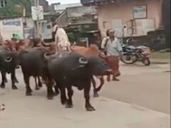 Watch: भैंस की नवाबी सवारी करता दिखा कुत्ता, वीडियो सोशल मीडिया पर हो रहा वायरल