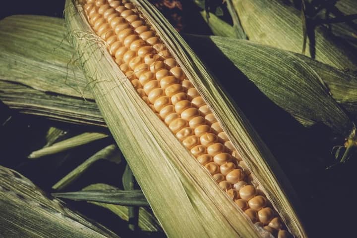 মিষ্টি ভুট্টা ফাইবার জাতীয় শস্য যাতে রয়েছে কার্বোহাইড্রেটের যৌগ। এটা দেরিতে হজম হয় এবং কাজের শক্তির উৎস হিসেবে কাজ করে।