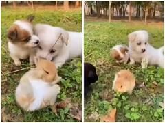 Watch: सोशल मीडिया पर मशहूर हुई खरगोश और पिल्लों की यारी, वीडियो देख कईयों के पिघले दिल