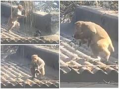 Watch: छत्तीसगढ़ में दिखा बंदर और कुत्ते के बीच अनोखा रिश्ता, सोशल मीडिया पर हर कोई दंग