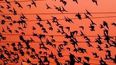 Mumbai: दुर्मिळ पक्ष्यांच्या छायाचित्रांचं प्रदर्शन, 100 छायाचित्रकारांनी टिपलेले फोटो ABP Majha