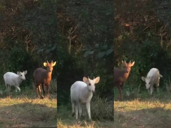 Assam: Rare White Hog Deer Spotted At Kaziranga National Park, Video Leaves People Stunned Watch Video: வெள்ளை பன்றி மான் பார்த்ததுண்டா? காசிரங்கா தேசிய பூங்காவில் வலம்: வீடியோ வைரல்!