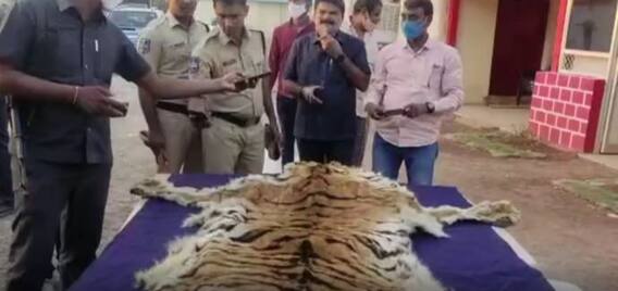 Mulugu District: ములుగు జిల్లా వాజేడు మండలం జగన్నాథపురం వద్ద పులిచర్మం స్వాధీనం