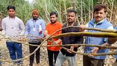 Sangali: उसाचं एकरी 158टन विक्रमी उत्पादन, 8 एकरावर उसाची लागवड ABP Majha