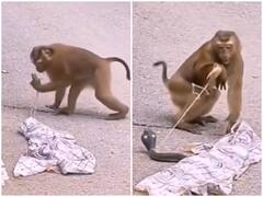 Watch: खाना उठाने के बाद कपड़े के नीचे बंदर को दिखा सांप, हुआ बुरा हाल