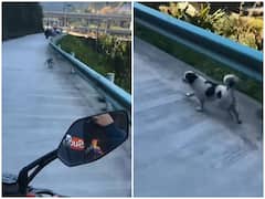 Watch:सड़क पर कुत्ते की अजीबोगरीब दौड़ से हर कोई हैरान, यूजर्स के मन में पैदा हुआ भ्रम