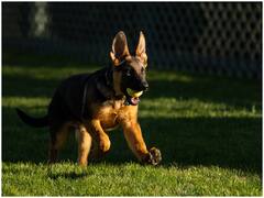 अमेरिकी राष्ट्रपति Joe Biden और प्रथम महिला Jill Biden के घर आया एक नया मेहमान, पढ़ें पूरी खबर...