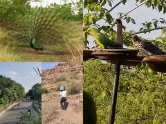 Jodhpur News: जोधपुर में रिटायर्ड अध्यापक ने कायम की मिसाल, चट्टानों का सीना फाड़ कर बनाई फूलों की बगिया, देखिए तस्वीरें