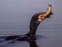 In Pics : दुर्मीळ पक्ष्यांच्या छायाचित्रांचं प्रदर्शन, 100 छायाचित्रकारांनी टिपलेले फोटो