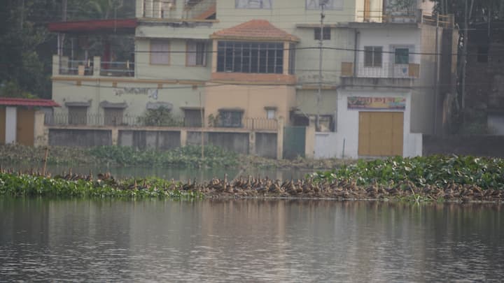 অশোকবাবু আরও বলেন, স্থানীয়দের পাখি শিকারের প্রবণতার কারণেও সাঁতরাগাছি ঝিলে পরিযায়ী পাখি আসা কমে গিয়েছে।