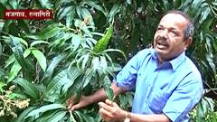 Protest For Mango : कोकणातील आंबा उत्पादक शेतकरी चिंतेत, उद्या आझाद मैदानावर उत्पादक आंदोलन करणार