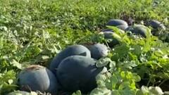 अहमदनगरच्या शेतकऱ्याची यशोगाथा, 60-62 दिवसांत तब्बल 100 टन कलिंगडाचं उत्पादन