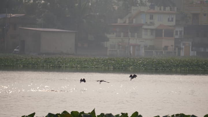 পক্ষী বিশারদ অশোক ঘোষালের মতে, দূষণের কারণে সাঁতরাগাছি ঝিলে পরিযায়ী পাখির সংখ্যা কমে গিয়েছে। ঝিলের আশেপাশের বাড়ি, ফ্ল্যাট এবং কারখানার বর্জ্য যাতে জলে না মেশে, সেটা দেখতে হবে প্রশাসনকে।