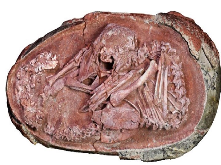 China: 70 million year old perfectly preserved Dinosaur embryo discovered inside fossilised egg Dinosaur Embryo Found: படிமமாக்கப்பட்ட முட்டையில் டைனோசர் கரு... அரிய கண்டுபிடிப்பு!